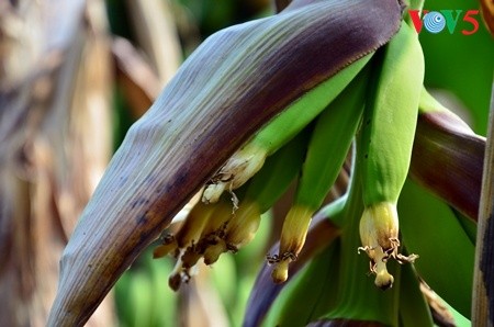 Kebun pohon pisang  di  tanah gosong yang kecil di tengah sungai Hong (sungai Merah) - ảnh 3