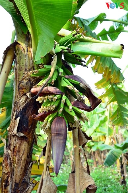 Kebun pohon pisang  di  tanah gosong yang kecil di tengah sungai Hong (sungai Merah) - ảnh 4