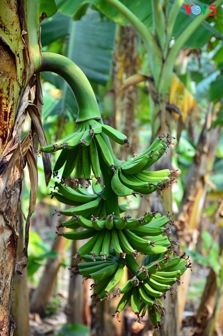 Kebun pohon  pisang  di tanah gosong yang kecil di tengah 