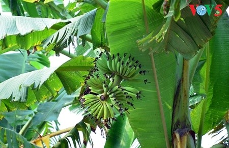 Kebun pohon pisang  di  tanah gosong yang kecil di tengah sungai Hong (sungai Merah) - ảnh 5