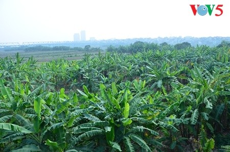 Kebun pohon pisang  di  tanah gosong yang kecil di tengah sungai Hong (sungai Merah) - ảnh 1