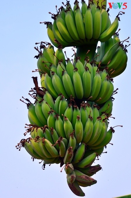 Kebun pohon pisang  di  tanah gosong yang kecil di tengah sungai Hong (sungai Merah) - ảnh 8