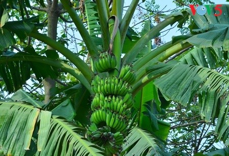 Kebun pohon pisang  di  tanah gosong yang kecil di tengah sungai Hong (sungai Merah) - ảnh 9