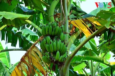 Kebun pohon pisang  di  tanah gosong yang kecil di tengah sungai Hong (sungai Merah) - ảnh 7