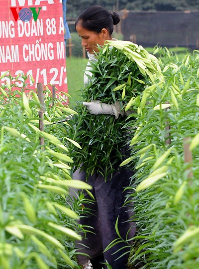 Keindahan dari taman bunga Lili di kota Hanoi. - ảnh 13