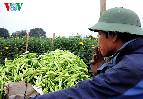 Keindahan dari taman bunga Lili di kota Hanoi. - ảnh 16