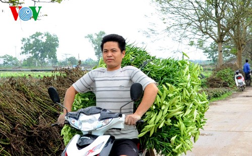 Keindahan dari taman bunga Lili di kota Hanoi. - ảnh 15