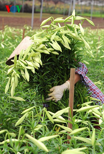 Keindahan dari taman bunga Lili di kota Hanoi. - ảnh 12