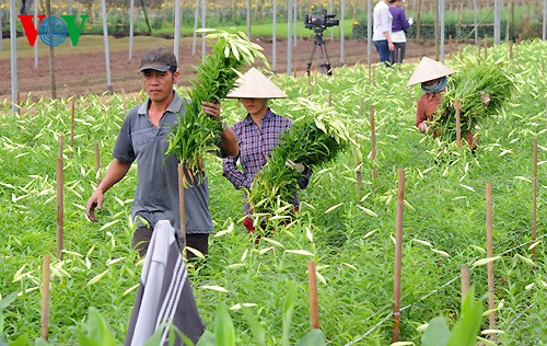 Keindahan dari taman bunga Lili di kota Hanoi. - ảnh 2