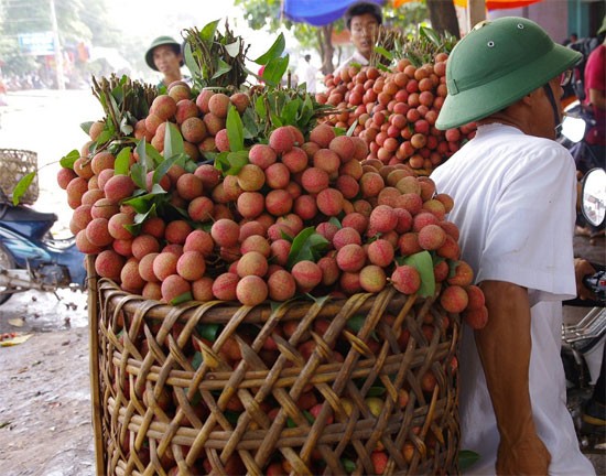 Vietnam akan mengekspor partai buah leci pertama ke AS pada bulan Mei ini - ảnh 1