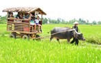 Pasar terapung Cai Be -  destinasi  wisata di Kawasan Nam Bo Barat - ảnh 50