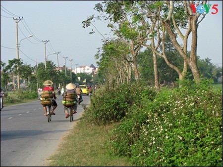 Mengunjungi desa sayur-sayuran organik tradisional Tra Que  - ảnh 13