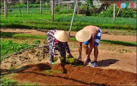 Mengunjungi desa sayur-sayuran organik tradisional Tra Que  - ảnh 6