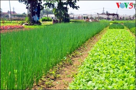 Mengunjungi desa sayur-sayuran organik tradisional Tra Que  - ảnh 11