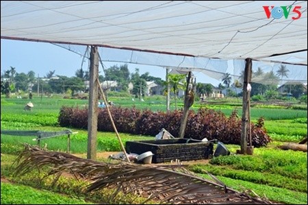 Mengunjungi desa sayur-sayuran organik tradisional Tra Que  - ảnh 8