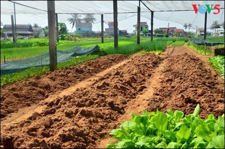 Mengunjungi desa sayur-sayuran organik tradisional Tra Que  - ảnh 5