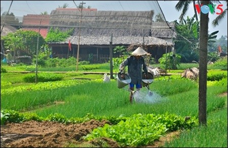 Mengunjungi desa sayur-sayuran organik tradisional Tra Que  - ảnh 9