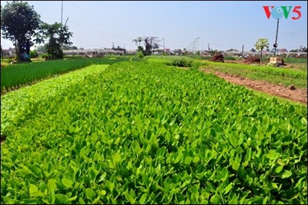 Mengunjungi desa sayur-sayuran organik tradisional Tra Que  - ảnh 10