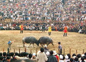  Pesta adu kerbau  di Vietnam  - ảnh 1