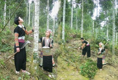 Warga etnis minoritas Dao propinsi Yen Bai mengentas dari kemiskinan karena menanam pohon kayu manis - ảnh 3