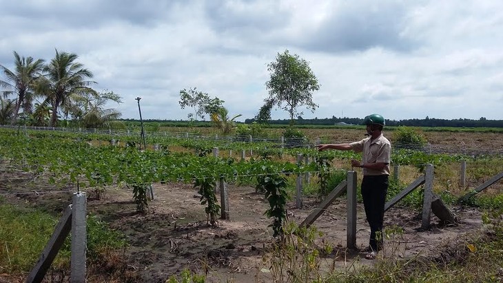 Propinsi Tay Ninh : Kaum tani memperkaya diri karena pinjaman modal menurut pola grup konektivitas produksi - ảnh 1