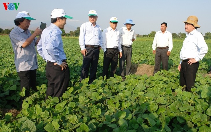 Propinsi Ninh Thuan mengganti pohon sesuai dengan situasi kekeringan - ảnh 1