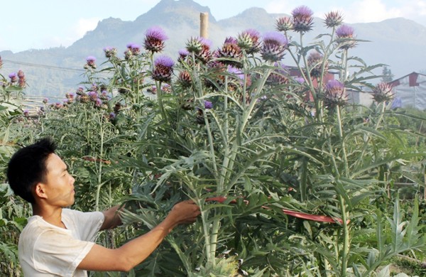 Para petani Sapa menjadi makmur karena menanam pohon obat-obatan - ảnh 2