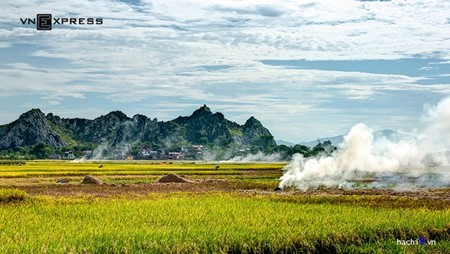 Musim panenan padi  kuning di kaki gunung Tram di peluaran ibukota Hanoi - ảnh 2