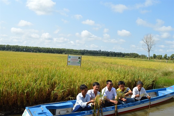 Pola tumpang sari  udang dan  padi: Pola produksi yang efektif dan berkesinambungan - ảnh 1