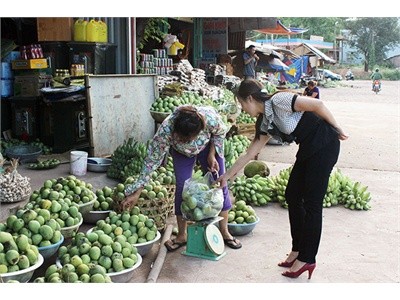 Kaum tani  propinsi Son La mengkonservasikan dan mengembangkan brand mangga bulat Yen Chau - ảnh 2