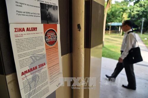 Ada tambah berbagai kasus yang terinfeksi virus Zika di Singapura - ảnh 1