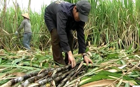 Propinsi Hau Giang berusaha mencapai 70 persen kepala keluarga yang pandai berproduksi dan berbisnis - ảnh 1