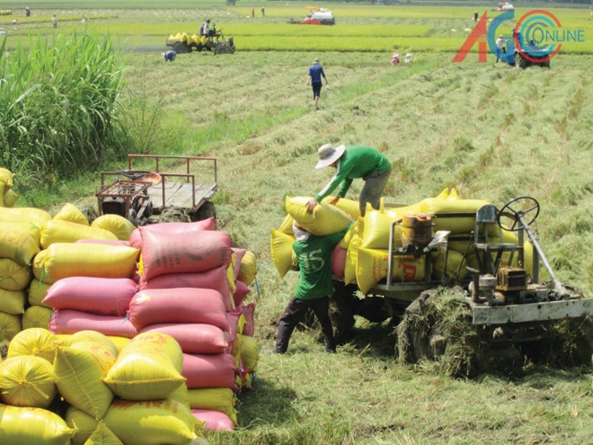 Mengembangkan koperasi tipe baru yang dikaitkan dengan rangkaian  nilai produk - ảnh 1