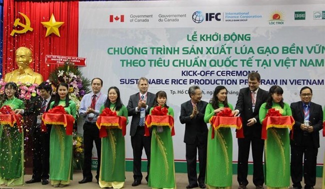 Memulai program produki beras yang berkesinambungan di Vietnam - ảnh 1