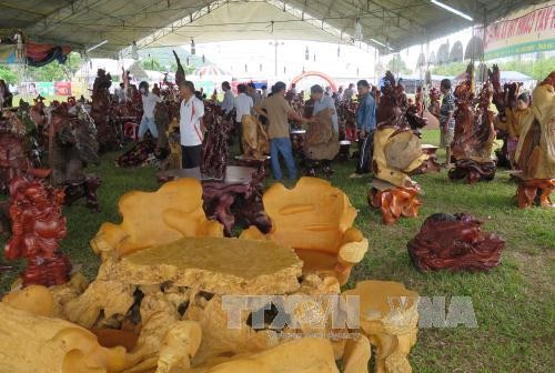  Mengembangkan pohon hias menjadi cabang ekonomi ekologi yang bernilai tinggi - ảnh 1