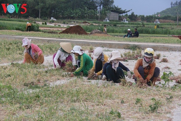  Kehidupan sehari hari di kabupaten pulau Ly Son - ảnh 12