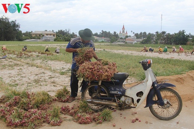  Kehidupan sehari hari di kabupaten pulau Ly Son - ảnh 13