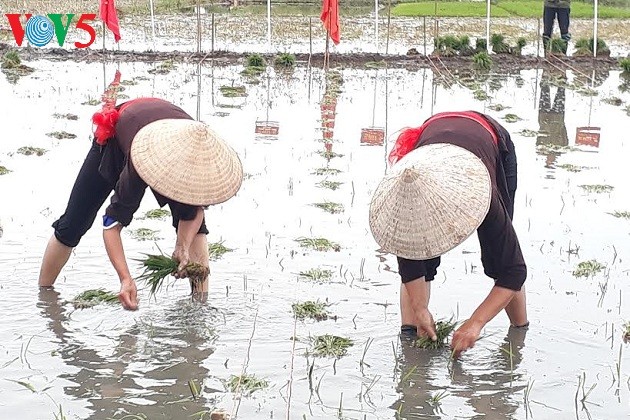 Pesta Turun ke Sawah yang khas dari warga Kotamadya Quang Yen, Propinsi Quang Ninh - ảnh 3