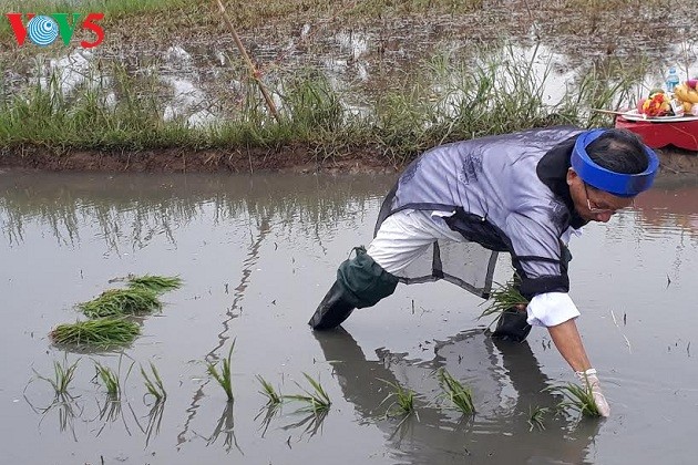 Pesta Turun ke Sawah yang khas dari warga Kotamadya Quang Yen, Propinsi Quang Ninh - ảnh 1