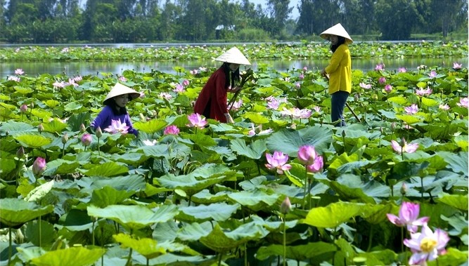  Pesta  Teratai Dong Thap dengan tema  “Jiwa Teratai” - ảnh 1