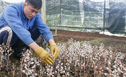 Para petani provinsi Kon Tum turun ke sawah untuk menanam  pohon herbal - ảnh 1