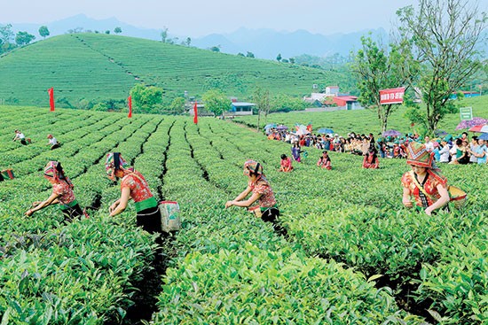  Pembukaan Pesta Teh ke-3  di daerah pegunungan tinggi Moc Chau  - ảnh 1