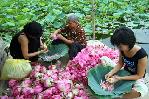 Teh teratai Vietnam  - ảnh 2