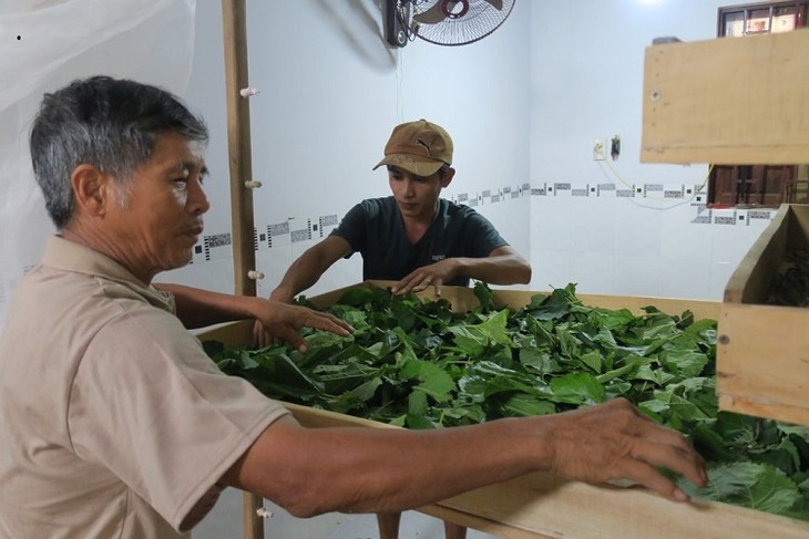 Kaum tani mendapat pendapatan tinggi karena menanam pohon murbei dan budidaya ulat sutra - ảnh 2