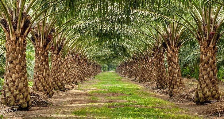 Memperkenalkan sepintas lintas tentang pohon sawit di Vietnam - ảnh 2