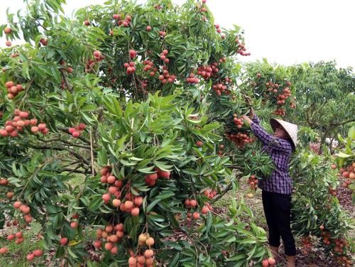 Memperkuat konektivitas kaum petani untuk berkembang - ảnh 1