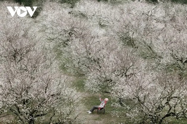 ផ្ការីកស្គុះស្គាយនាដើមសិសិររដូវនៅលើខ្ពង់រាប Moc Chau - ảnh 1