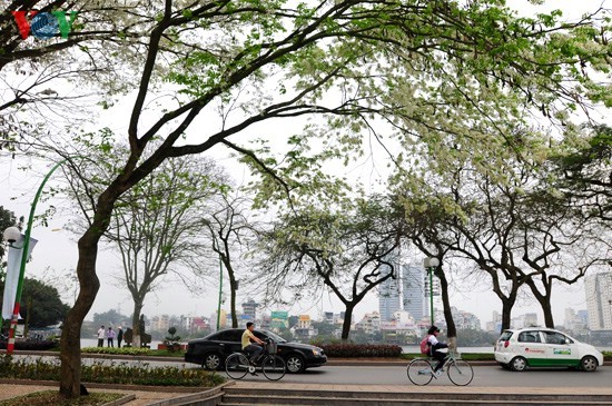  Hanoi adorned with white blossoms - ảnh 10