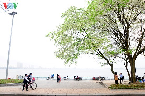  Hanoi adorned with white blossoms - ảnh 11