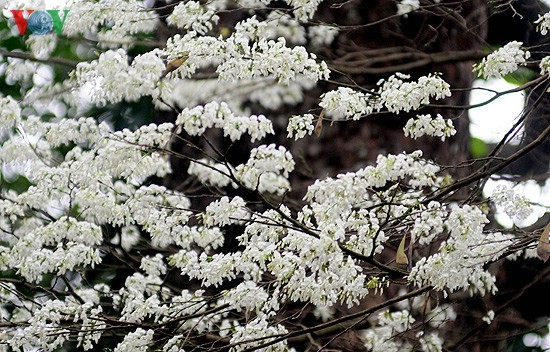  Hanoi adorned with white blossoms - ảnh 3